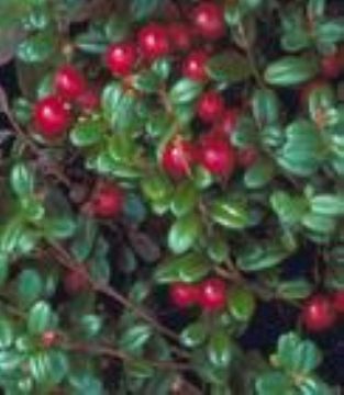 Iqf Wild Lingonberry